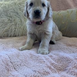 Golden Retriever Puppies from Goldens of Hope