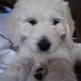 Goldendoodle Puppies from SuperDog Doodles