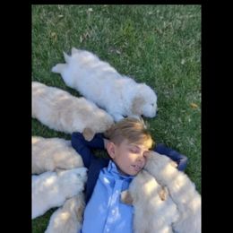 Golden Retriever Puppies from Geaux Dog