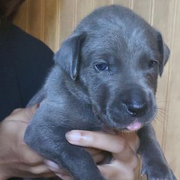 KOREAN - Blue female Great Dane puppy in Street, Maryland from Grant’s Gorgeous Greats