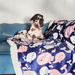 Purple Collar - Harlequin female Great Dane puppy in Alton, Illinois from Show Me Great Danes and Basset Hounds