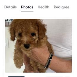 Rosy the firstborn red puppy - Red  female Poodle puppy in Victorville, California from ItalianToyPoodles