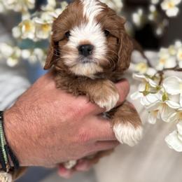 King - Red male Cavapoo puppy in Yuciapa, California from AlltheDoodlez_