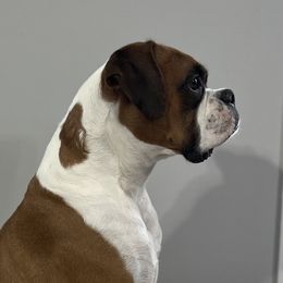 Sunshine - Boxer