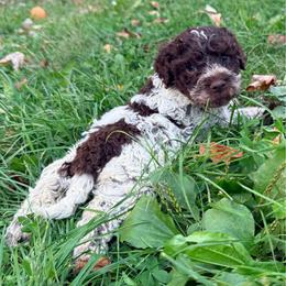 Bluebell (Blue collar) - Brown male Lagotto Romagnolo puppy in Ashland, Ohio from SS Australian Shepherds
