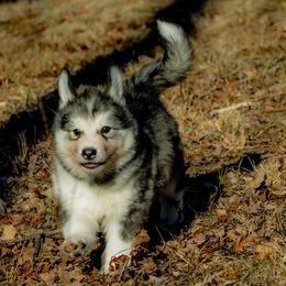 Native American Indian Dog Puppies from Seven Sisters Canids
