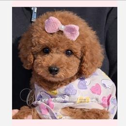 Buttercup Sweetie - Red female Yorkipoo puppy in North Huntington, Pennsylvania from Charz Dollz