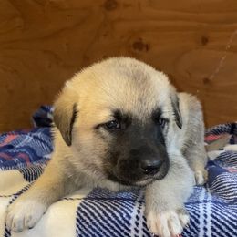Anatolian Shepherd Dog, Aussiedoodle, and Scottish Terrier Puppies from Lee Valley Scotties