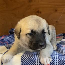 Anatolian Shepherd Dog, Aussiedoodle, and Scottish Terrier Puppies from Lee Valley Scotties