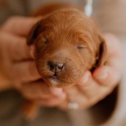 Prince - Red  male Goldendoodle puppy in Acton, Maine from Silver Pines Pups