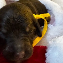 Cyndi Lauper - Brown female Bernedoodle puppy in Gilbert, Arizona from The Berne Barn... it’s a Doodle thing!