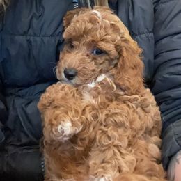 Aussiedoodle, Cavapoo, and Poodle Puppies from Perkins Pups