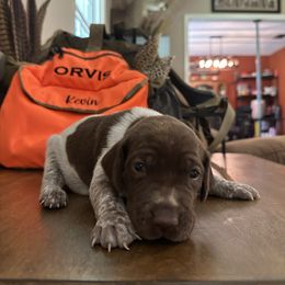 Deke - Liver roan male German Shorthaired Pointer puppy in Bainbridge, Georgia from Chapman Bird Dogs