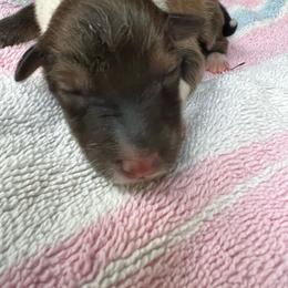 Tinker Bell - Sable and white female Shetland Sheepdog puppy in Kerville, Texas from Cedar Hill Kennels