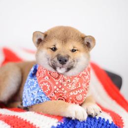 Norito - Red Boy - Red male Shiba Inu puppy in Neosho, Missouri from Sunny Terrace Shibas