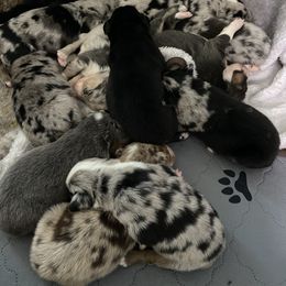Australian Shepherd Puppies from BarberHof’s  Australian Shepherds