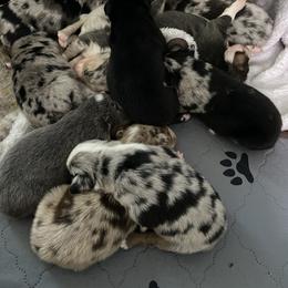 Australian Shepherd Puppies from BarberHof’s  Australian Shepherds