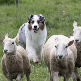 Australian Shepherds from Baywind Aussies