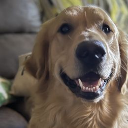 Golden Retrievers from Love4Goldens