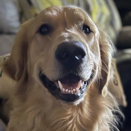 Golden Retrievers from Love4Goldens