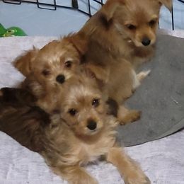 Yorkshire Terriers from Ronda's Yorkshire Terriers