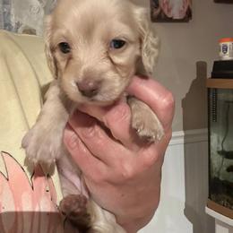 Nelly Yellow Collar Female - Cream female Dachshund puppy in Trade, Tennessee from TN Miniature Dachshunds & Basset Hounds
