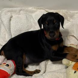 Red Collar - Black and rust male Doberman Pinscher puppy in Lake City, Florida from Paintedcrazy Doberman Pinchers