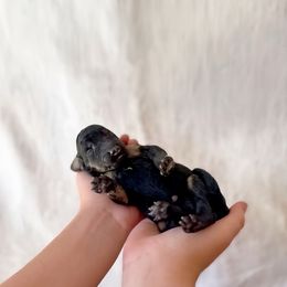 Girl 2 - Black female Labradoodle puppy in Kingman, Arizona from The Dood Ranch