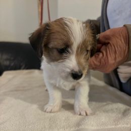 Girl 4 - Russell Terrier puppy from Hawk’s Nest Kennels