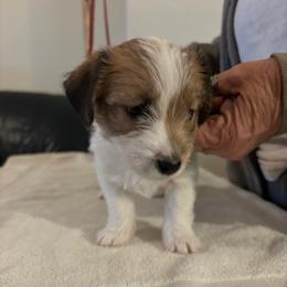 Girl 4 - Russell Terrier puppy from Hawk’s Nest Kennels