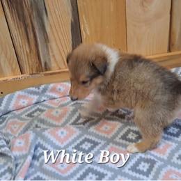 White boy - Sable male Collie puppy in Kalispell, Montana from C4 Collies