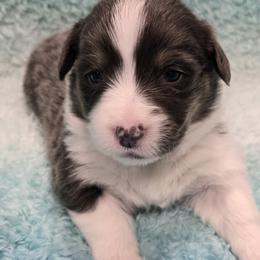 ASPEN-FLUFFY TAIL DOCKED - Blue male Pembroke Welsh Corgi puppy in Walker, Iowa from Double K Corgis