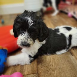 Labradoodle Puppies from Tyson's Farm Doodles