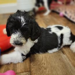 Labradoodle Puppies from Tyson's Farm Doodles