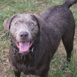 Dilute Retrievers from Hazy Meadows Silver Labs