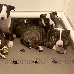 Bull Terriers from Alabama Bull Terriers