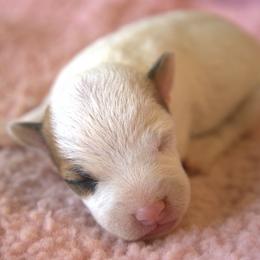 Everett - Tan and white male Jack Russell Terrier puppy in Menifee, California from Wendover Terriers