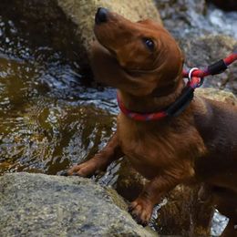 Dachshunds from Bulldach Kennels AZ