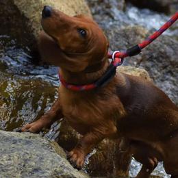 Dachshunds from Bulldach Kennels AZ