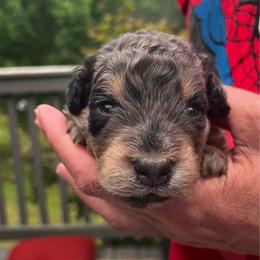 Boy 1 - Gray male Springerdoodle puppy in Sterling, Michigan from Springerdoodles In MI