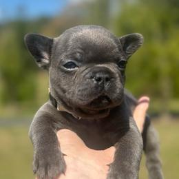 Zeus - Blue male French Bulldog puppy in Salisbury, Maryland from 77 Frenchies Maryland