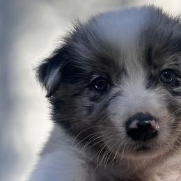 Australian Shepherds from In the Piney Woods ETX