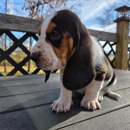 Roseanna - Black brown and white female Basset Hound puppy in Denison, Texas from Emma Lou's Baby Bassets