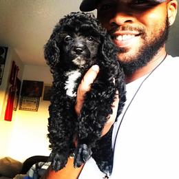Poodle Puppies from Seattle Sankofa Kennel Club