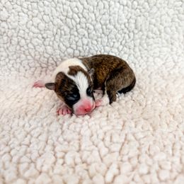 Biscuit - Brindle and white male American Corgi puppy in Pahrump, Nevada from Desert Sunset Corgis