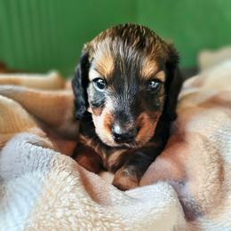 Coklat - Wild boar male Dachshund puppy in Orlando, Florida from Small Batch Doxies