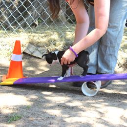 Boston Terrier and Italian Greyhound Puppies from 4Ever Boston Terriers & Italian Greyhounds