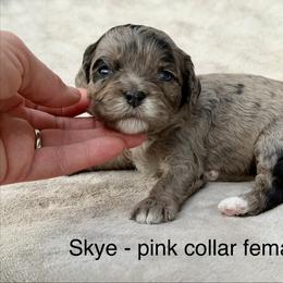 Skye - pink collar - Merle female Cavapoo puppy in Colorado Springs, Colorado from Shining Star Doodles