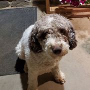 Spanish Water Dogs from O'Reilly Kennels