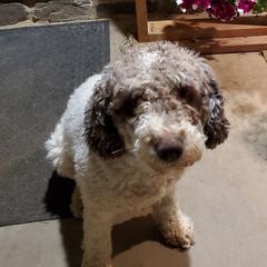 Spanish Water Dogs from O'Reilly Kennels